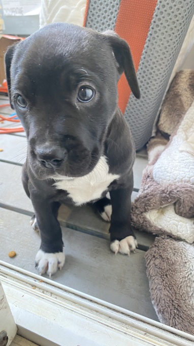 Pit bulls cane corso