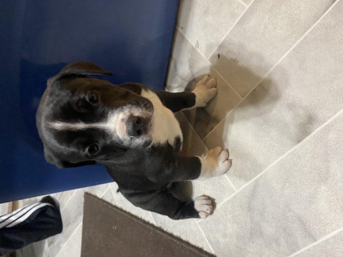 Pit bulls cane corso