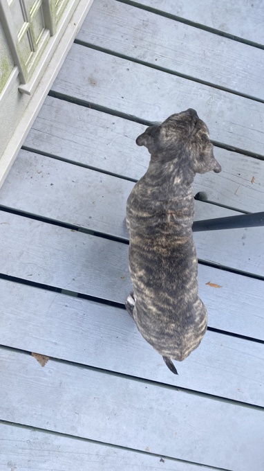 Pit bulls cane corso