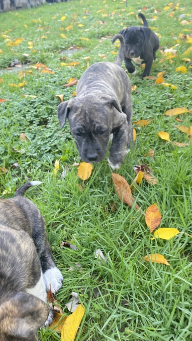 Pit bulls cane corso