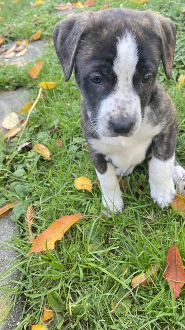 Pit bulls cane corso