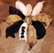 Australian Shepard Great Pyrenees Lab