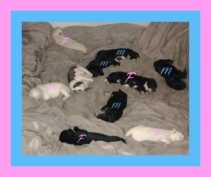 Australian Shepard/Great Pyrenees /Lab 