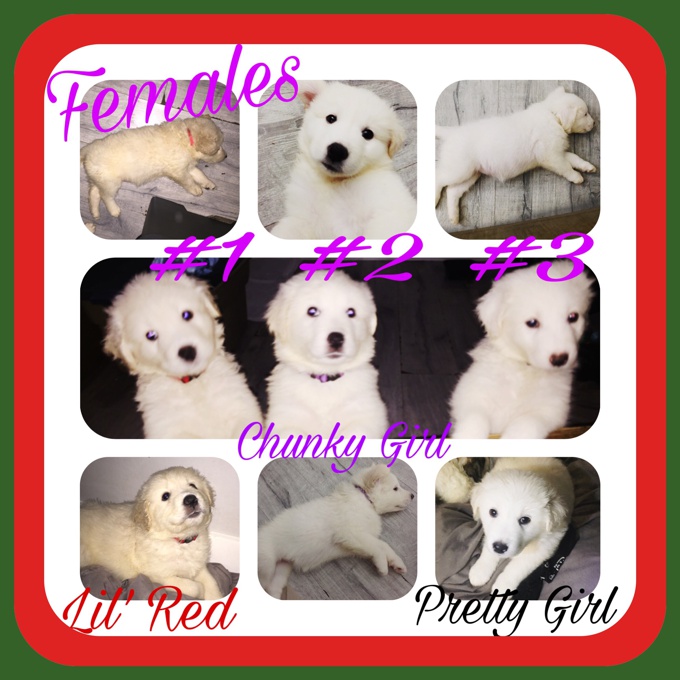 Great Pyrenees/Australian Shepherd/Lab  