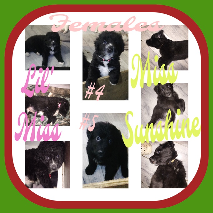 Great Pyrenees/Australian Shepherd/Lab  