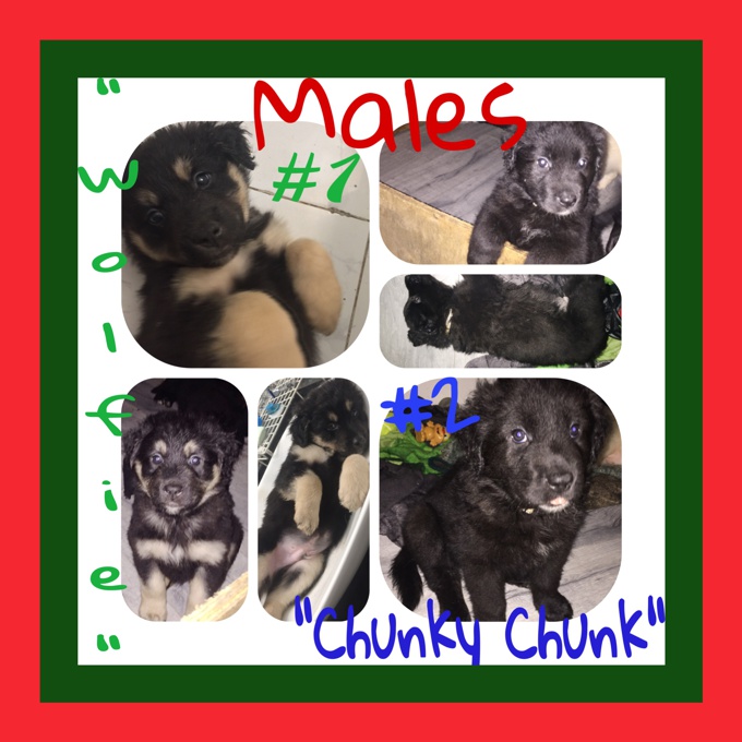 Great Pyrenees/Australian Shepherd/Lab  