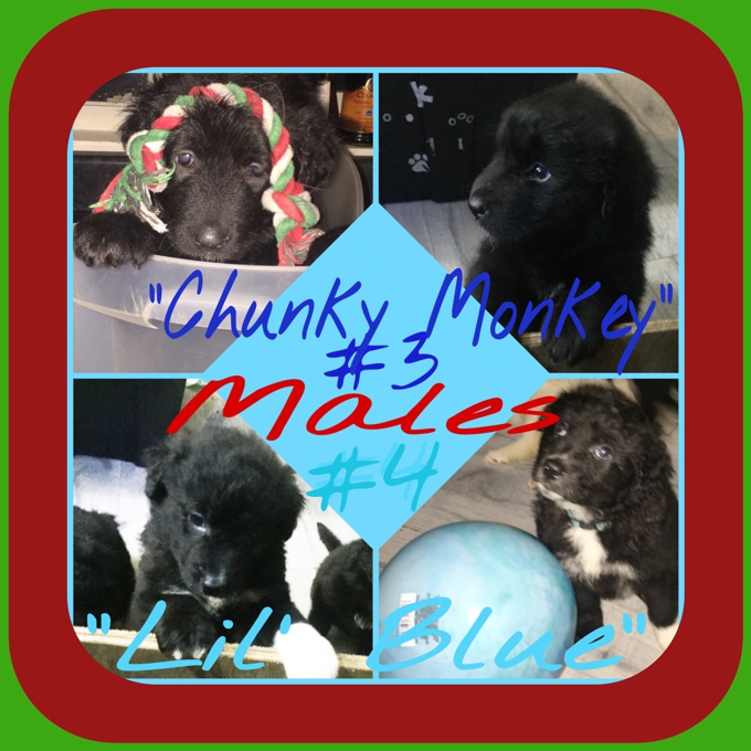 Great Pyrenees/Australian Shepherd/Lab  