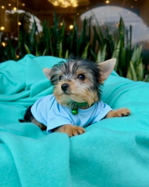 yorkie puppy
