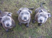 Staffordshire Bull Terrier