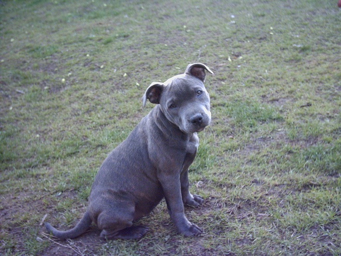 Staffordshire Bull Terrier