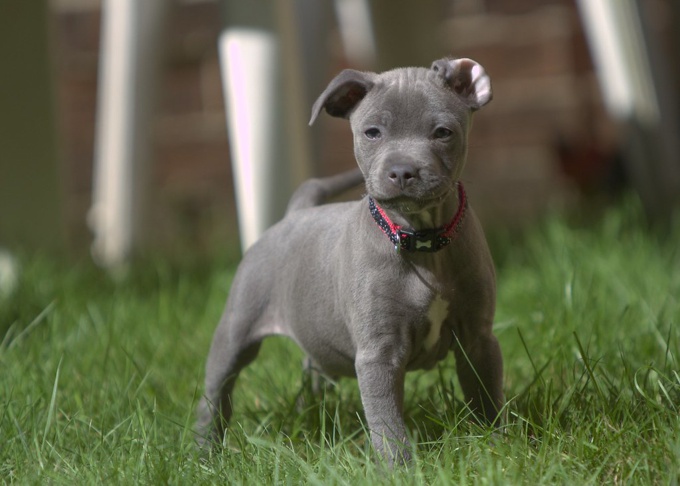 Staffordshire Bull Terrier