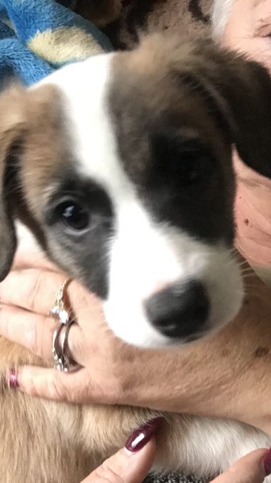 Border Collie/ Jack Russel/ Pomeranian