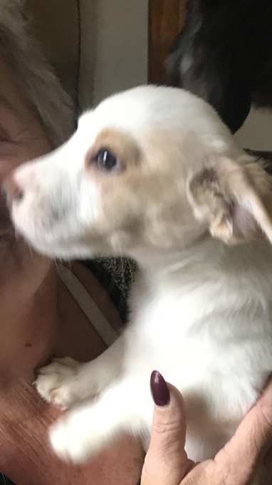 Border Collie/ Jack Russel/ Pomeranian