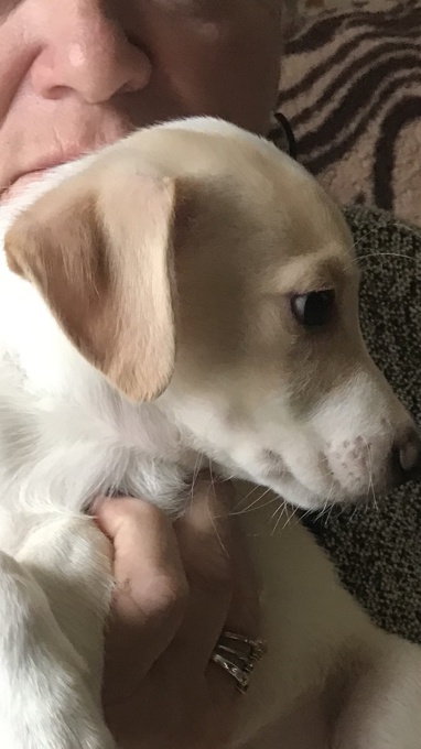 Border Collie/ Jack Russel/ Pomeranian