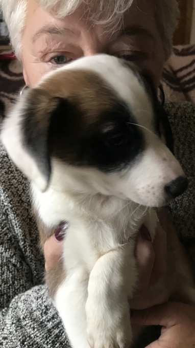 Border Collie/ Jack Russel/ Pomeranian