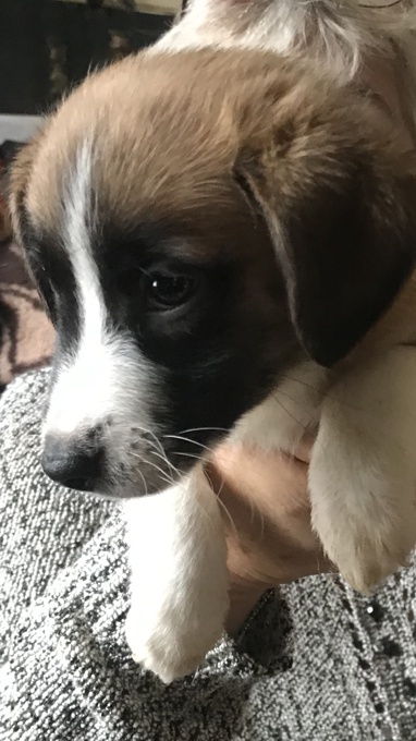 Border Collie/ Jack Russel/ Pomeranian