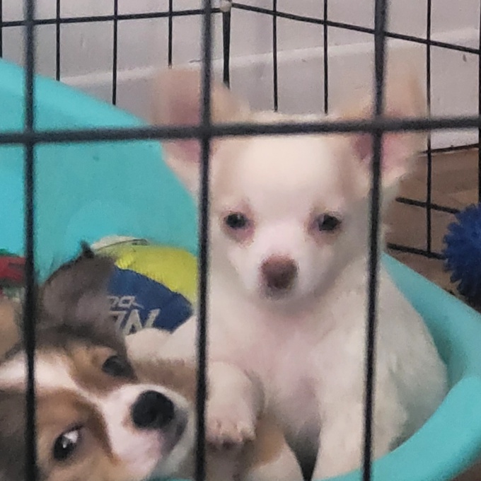 Pomchi 