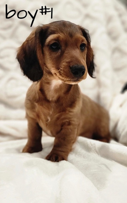 Dachshund
