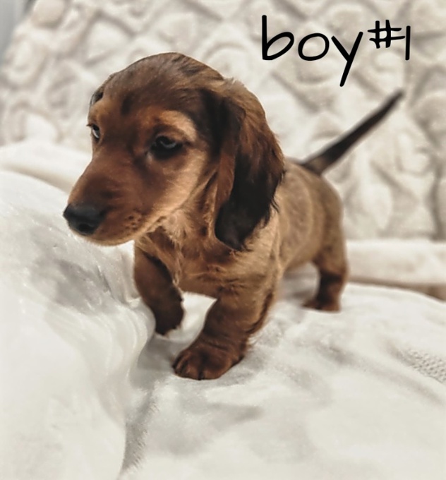 Dachshund