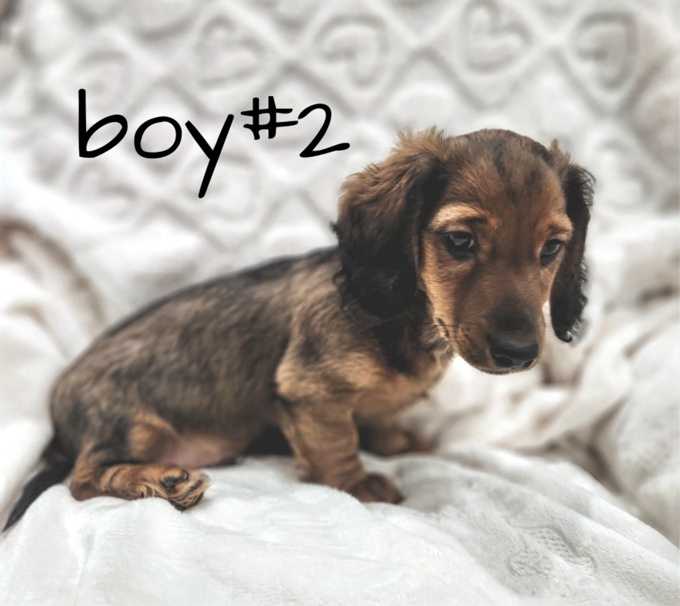 Dachshund