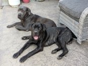 Cane Corso/Italian Mastiff