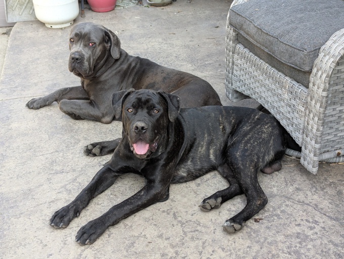Cane Corso/Italian Mastiff