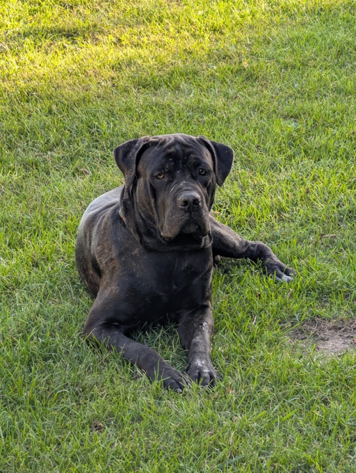 Cane Corso/Italian Mastiff