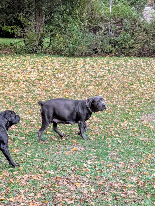 Cane Corso/Italian Mastiff