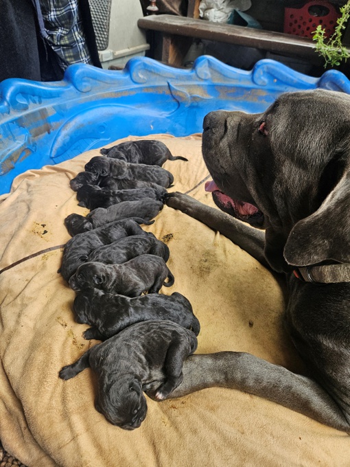 Cane Corso/Italian Mastiff