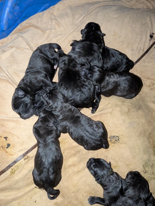 Cane Corso/Italian Mastiff