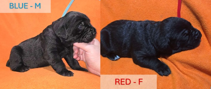 Cane Corso/Italian Mastiff