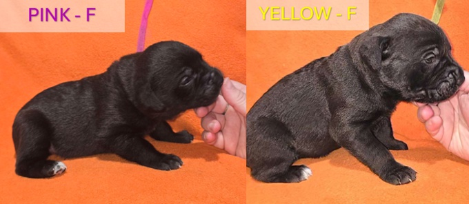 Cane Corso/Italian Mastiff