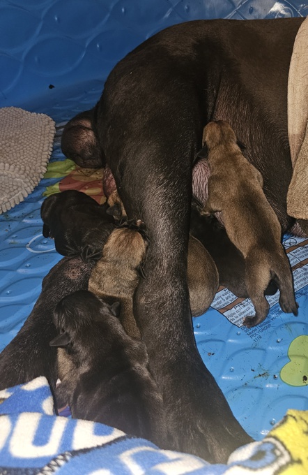 South African mastiff