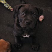 South African mastiff