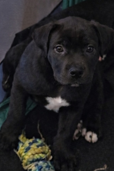 South African mastiff