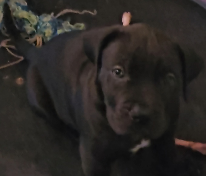 South African mastiff