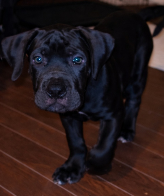 South African mastiff