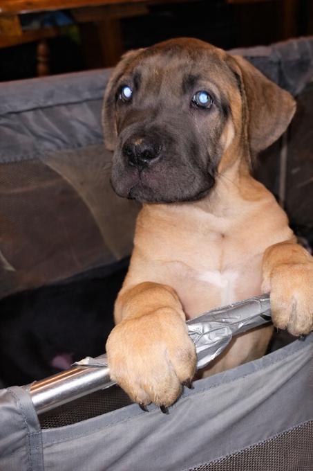 South African mastiff