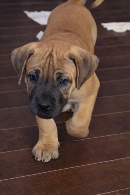 South African mastiff