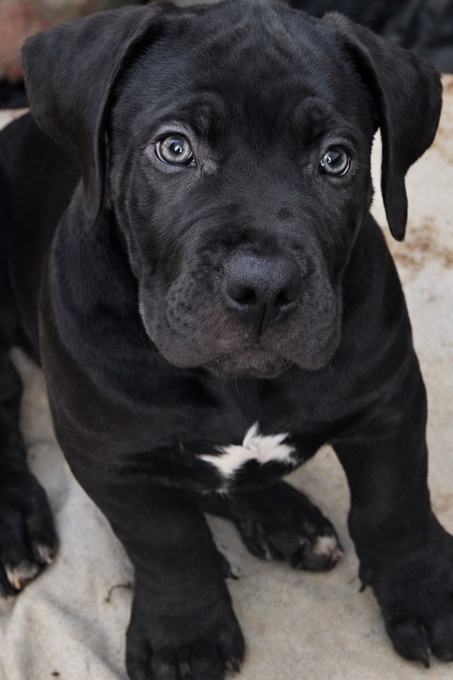 South African mastiff