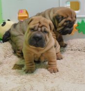 Chinese Shar - Pei Puppies