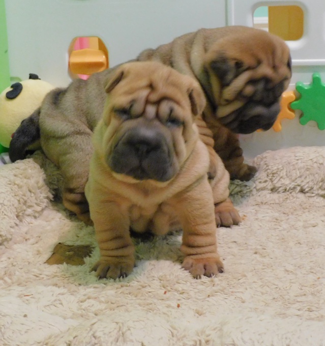 Chinese Shar - Pei Puppies