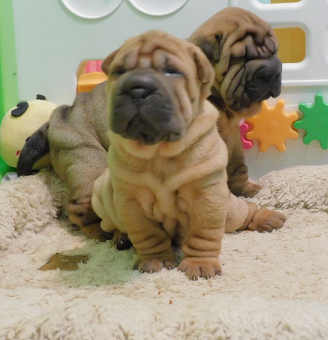 Chinese Shar - Pei Puppies