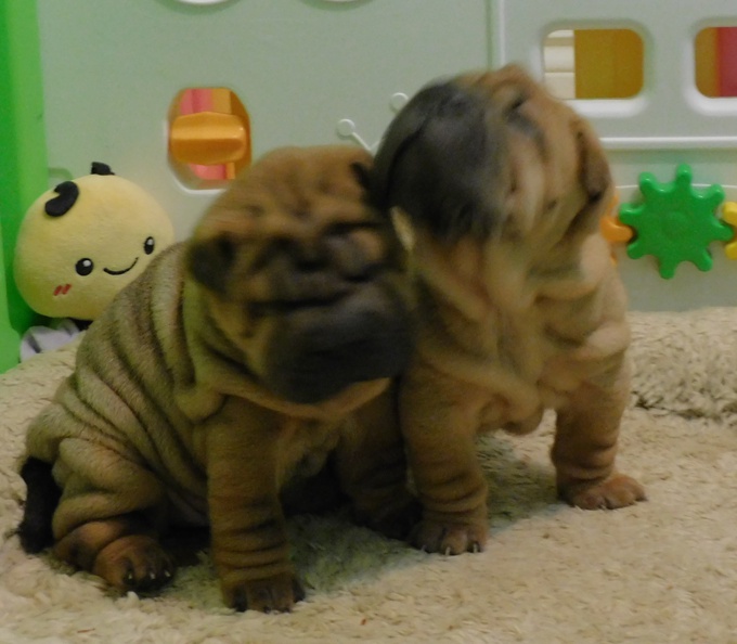 Chinese Shar - Pei Puppies