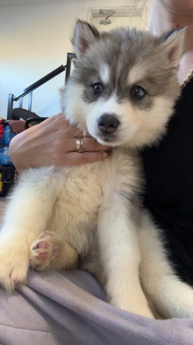 Siberian Huskey