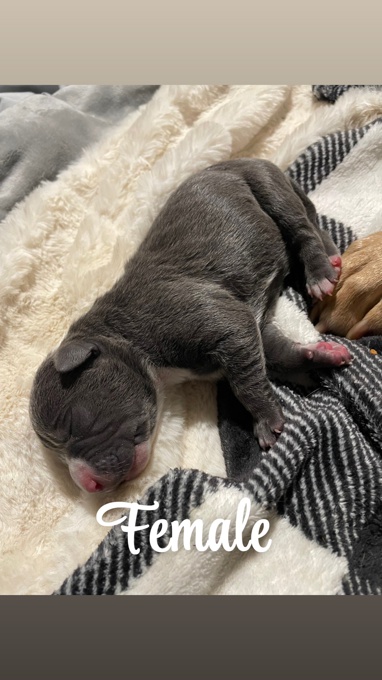 American Bully/Pitbull