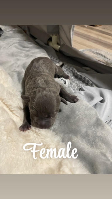 American Bully/Pitbull