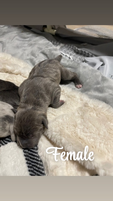 American Bully/Pitbull