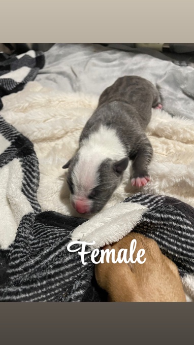 American Bully/Pitbull