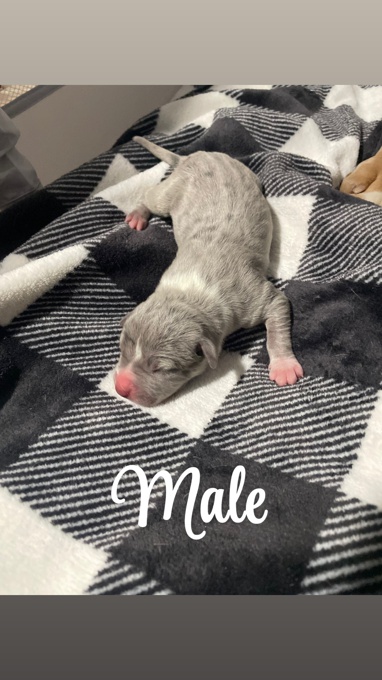 American Bully/Pitbull